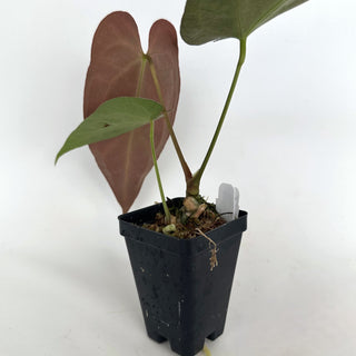 Z-2159 - Anthurium 'Blue Velvet' x 'Zara'