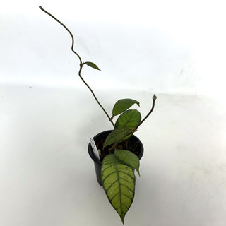 Hoya sp. Kalimantan