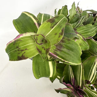 Callisia congesta 'Variegata' - 6" Hanging Basket