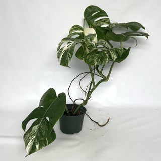 Z-2124 - Monstera deliciosa var. borsigiana albo-variegata