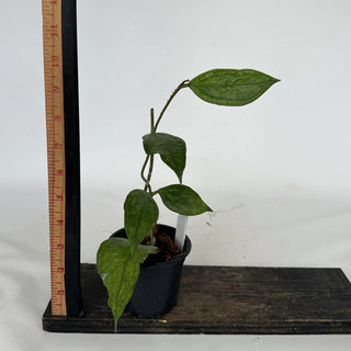 Z-2175 - Hoya sp. Germany