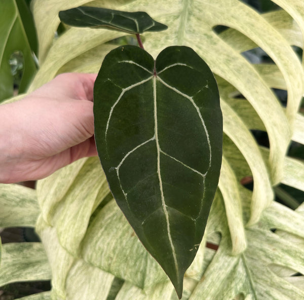 anthurium montana Anthurium 'Big Bertha' x unknown – Steve's Leaves