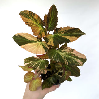 Begonia ‘Withlacoochee’ (Variegated) [#974]