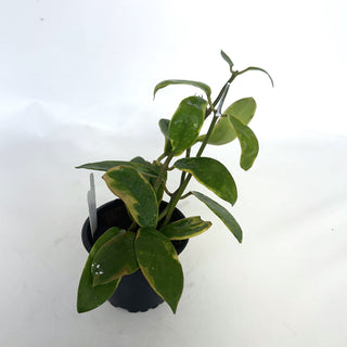 Z-2144 - Hoya diversifolia albo-marginata