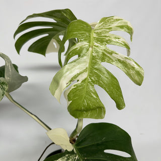 Z-2237 - Monstera deliciosa var. borsigiana albo-variegata