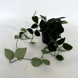 Z-2163 - Scindapsus pictus "Dark Form" (Hassk)