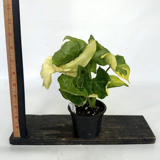 Z-2143 - Syngonium podophyllum "Orm Thong"