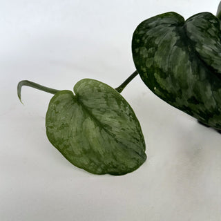 Z-2162 - Scindapsus pictus ‘Silver Dutchess’