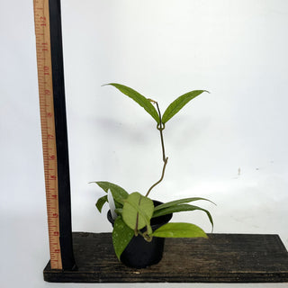 Z-2219 - Hoya sp. Aceh Gayo Lues **NEW Release**