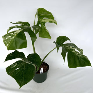 Z-2275 - Monstera deliciosa var. borsigiana albo-variegata