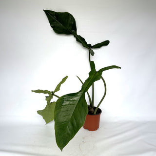Z-2250 - Philodendron joepii - XL Pot