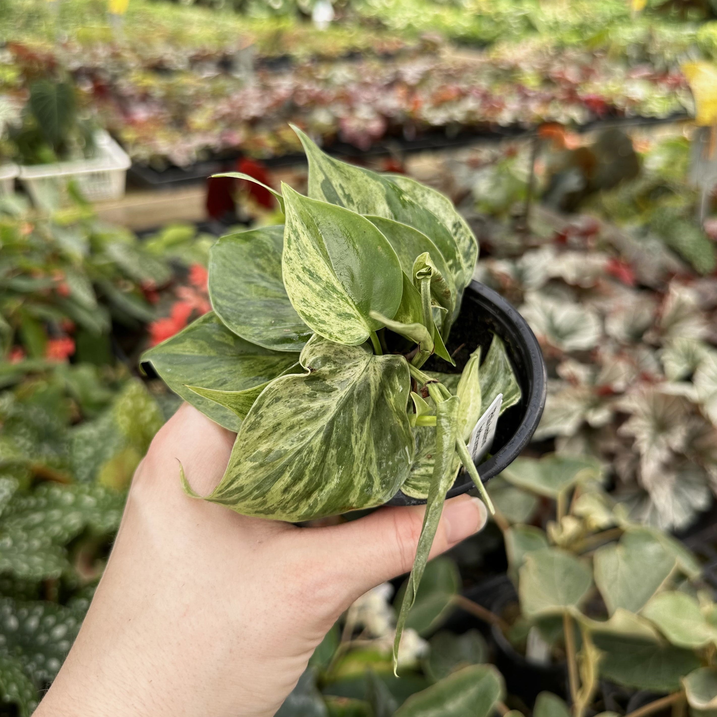 philodendron hederaceum hoffmannii Philodendron hederaceum variegata