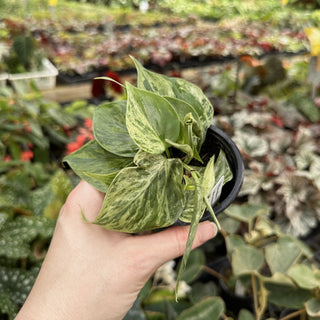 Philodendron hederaceum variegata