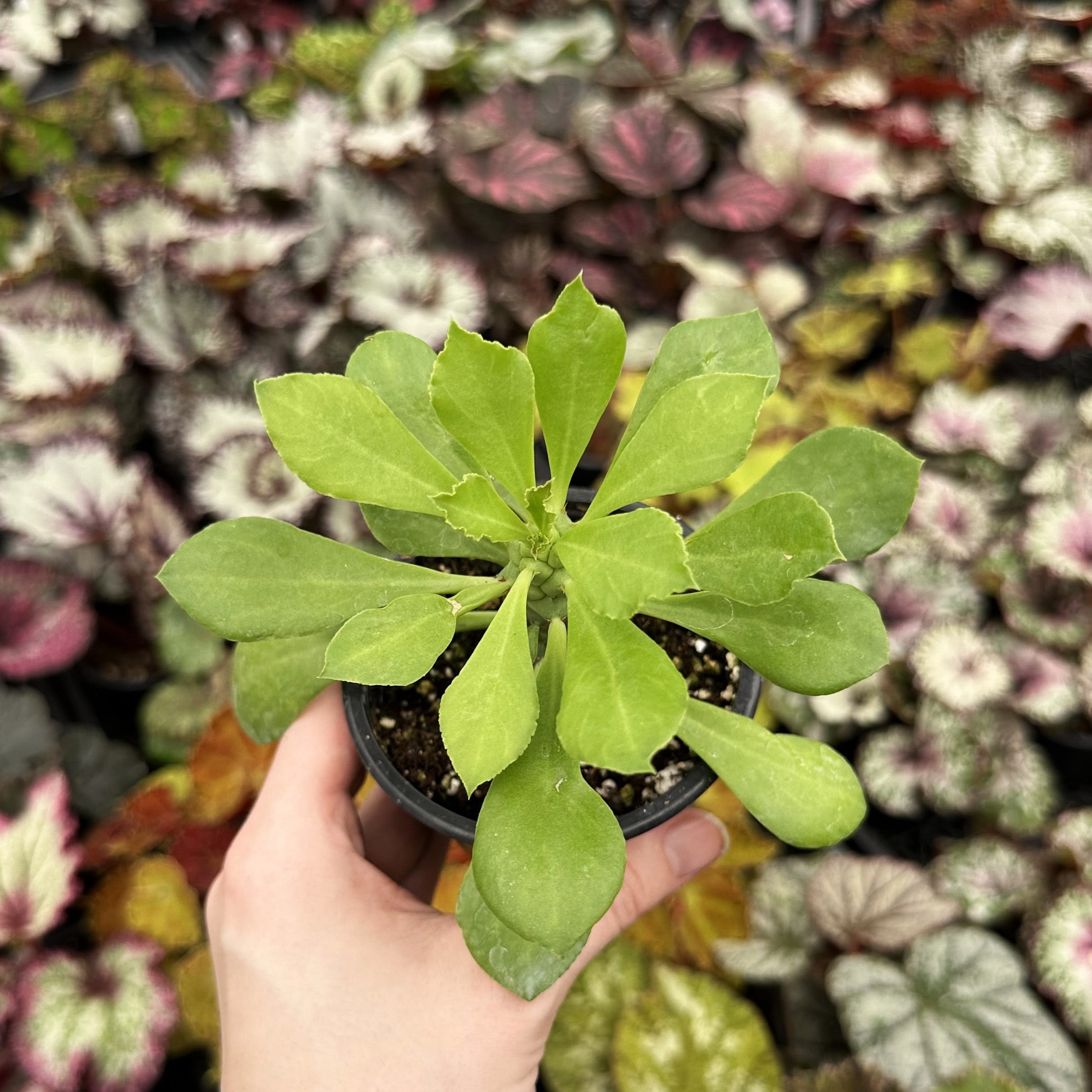 dry succulent leaves Euphorbia ritchiei – Steve's Leaves