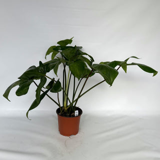 Z-2251 - Philodendron sp. 69686 x subhastatum **2nd Release**