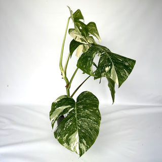 Monstera deliciosa var. borsigiana albo-variegata [#975]