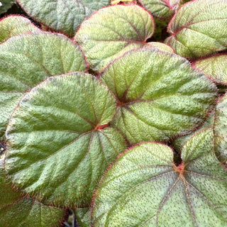 Begonia 'Fireflush'