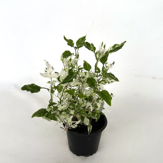 Alternanthera ficoidea "Snowball"