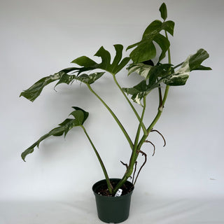 Z-2153 - Monstera deliciosa var. borsigiana albo-variegata