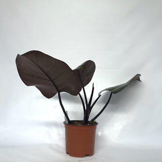 Z-2129 - Philodendron 'Orange Princess'
