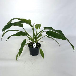 Z-2141 - Philodendron sagittifolium