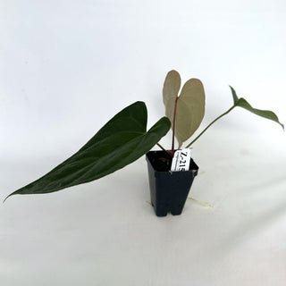 Z-2158 - Anthurium crystallinum x nigrolaminum 'Gigi'