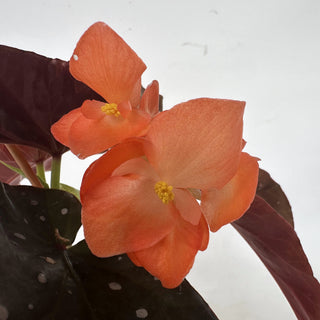 Begonia 'Harmony's Aurora'