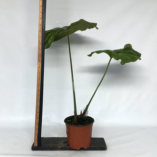 Z-2134 - Cercestis mirabilis