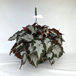 Z-2300 - Begonia 'Starry Nights' - 10in Hanging Basket **NEW Release**