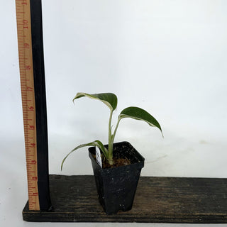 Z-2213 - Scindapsus hederaceus ‘Blue Albo’ **NEW Release**