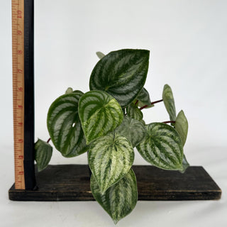 Z-2160 - Peperomia argyreia variegata