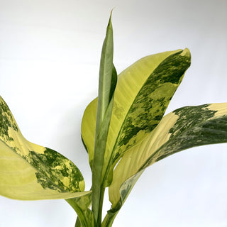 Z-2242 - Dieffenbachia ‘Big Ben’ variegated **NEW Release**