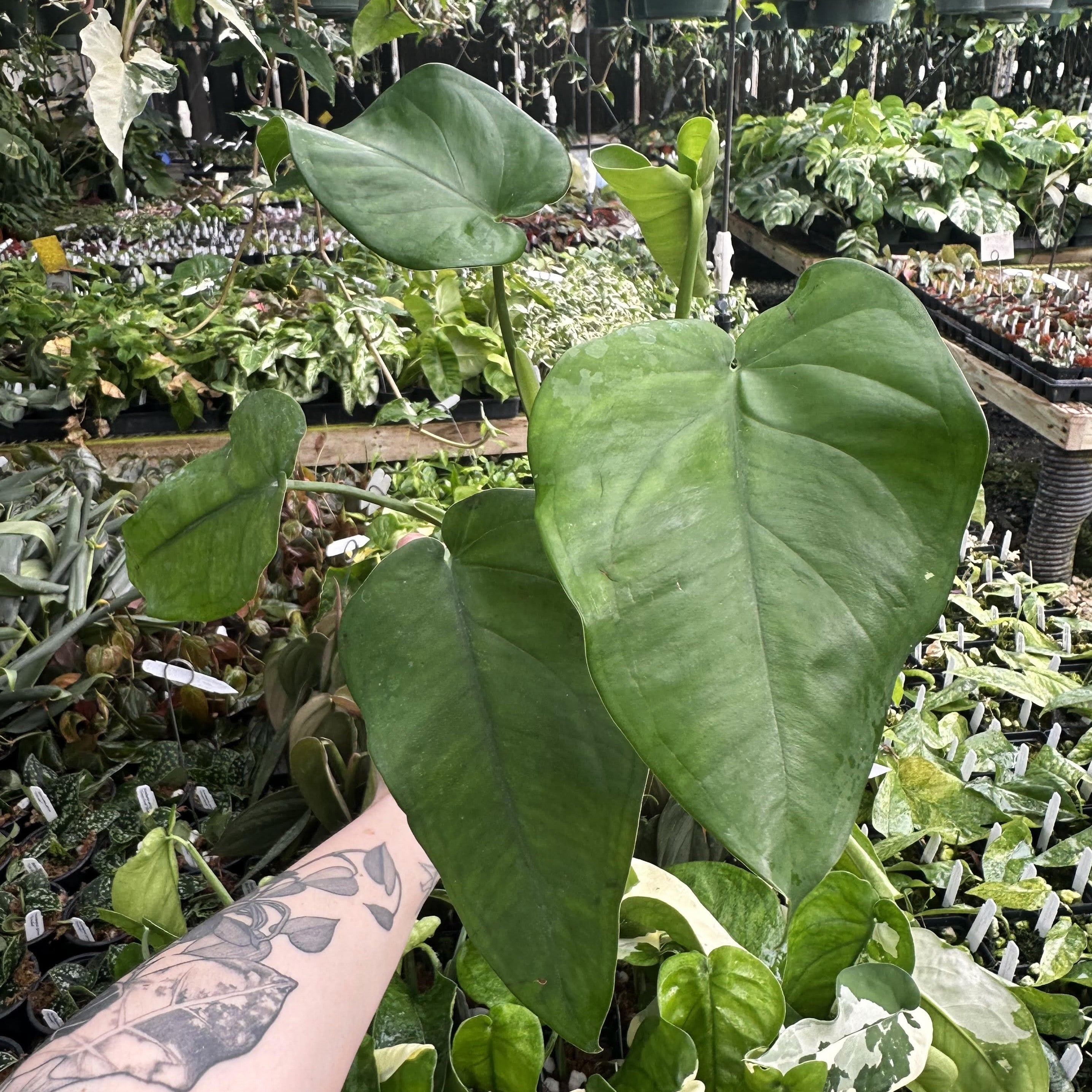 philodendron chiapense Syngonium chiapense