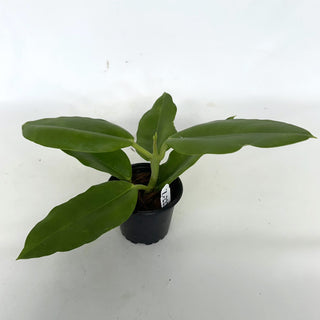 Z-2228 - Hoya imperialis (White Flower) **2nd Release**
