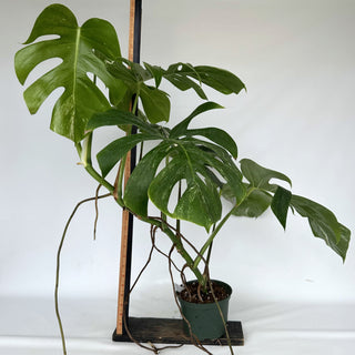 Z-2151 - Monstera deliciosa var. borsigiana albo-variegata