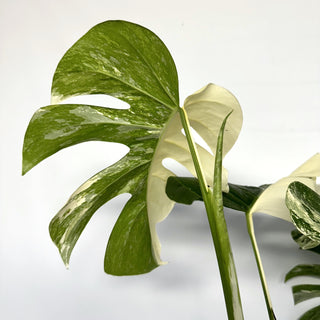 Z-2268 - Monstera deliciosa var. borsigiana albo-variegata
