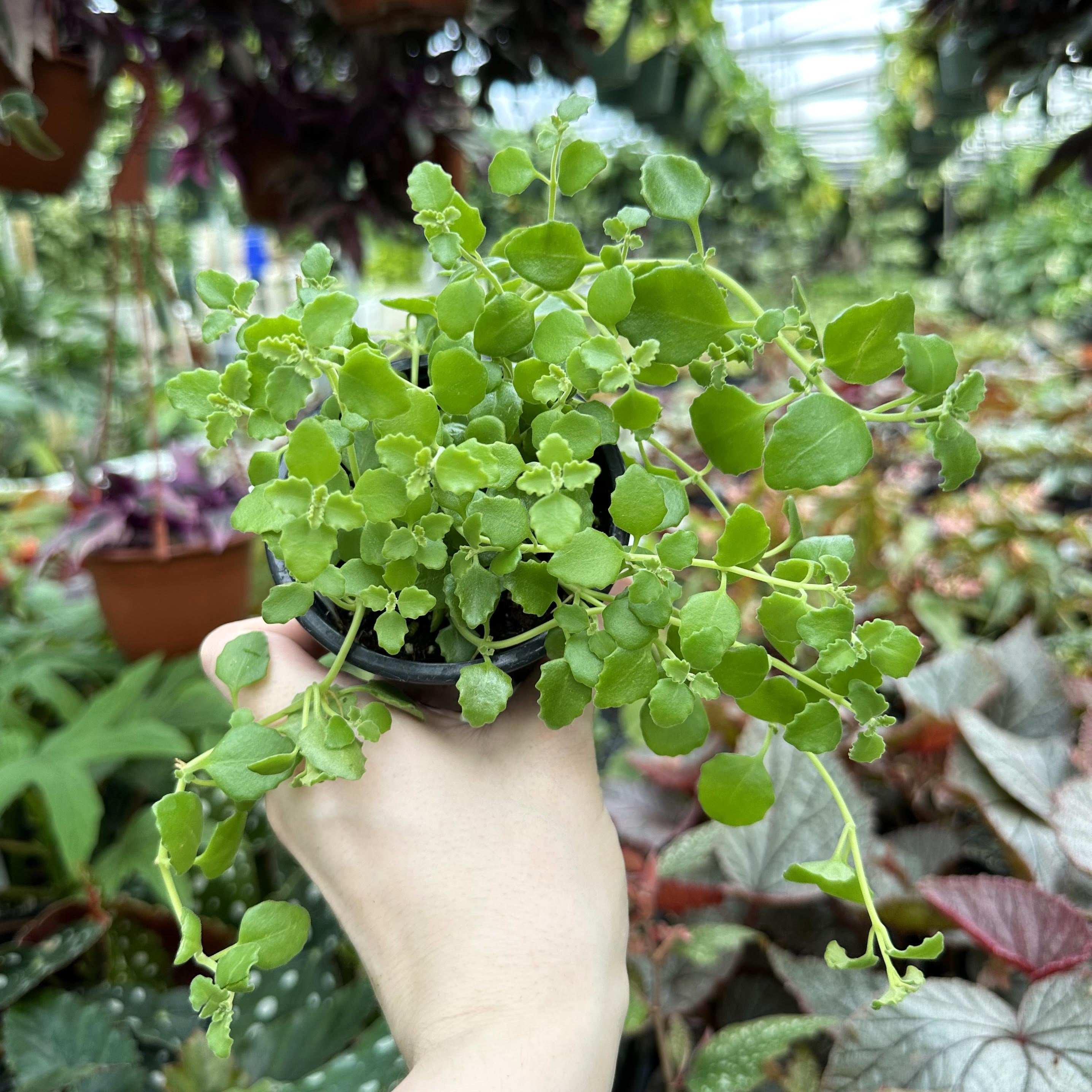 plectranthus succulent Plectranthus prostratus