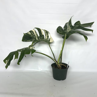 Z-2120 - Monstera deliciosa var. borsigiana albo-variegata