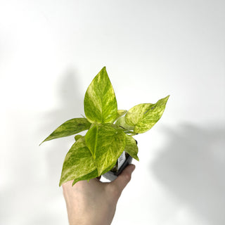 Epipremnum aureum 'Alta Voltagem' [#2165]