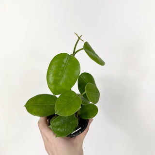 Hoya affinis [#2220]