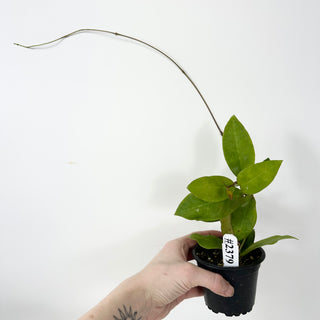 Hoya 'Patricia' [#2379]