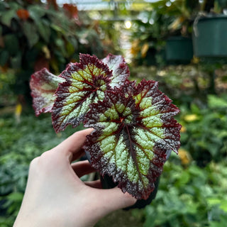 Begonia 'Persian Swirl'