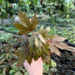 Hibiscus acetosella