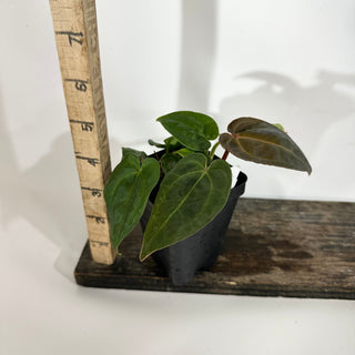 Anthurium ('Zara'/'Michelle')/luxurians x Indo portillae [#1904]