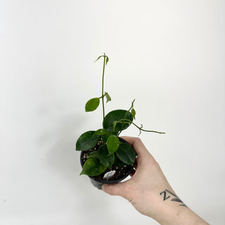 Hoya sp. Ovalau Island