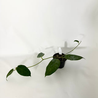 Z-4818 - Hoya macgillivrayi