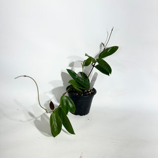 Z-5054 - Hoya vangviengiensis