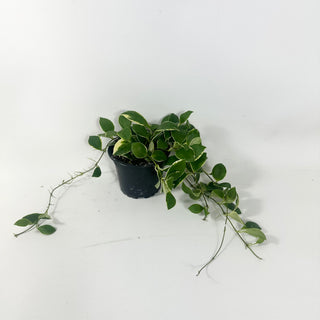 Hoya heuschkeliana albo-marginata [#1972]
