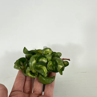 Hoya carnosa compacta 'Mauna Loa' [#2235]