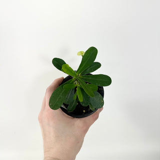 Euphorbia milii 'Lemon Yellow'
